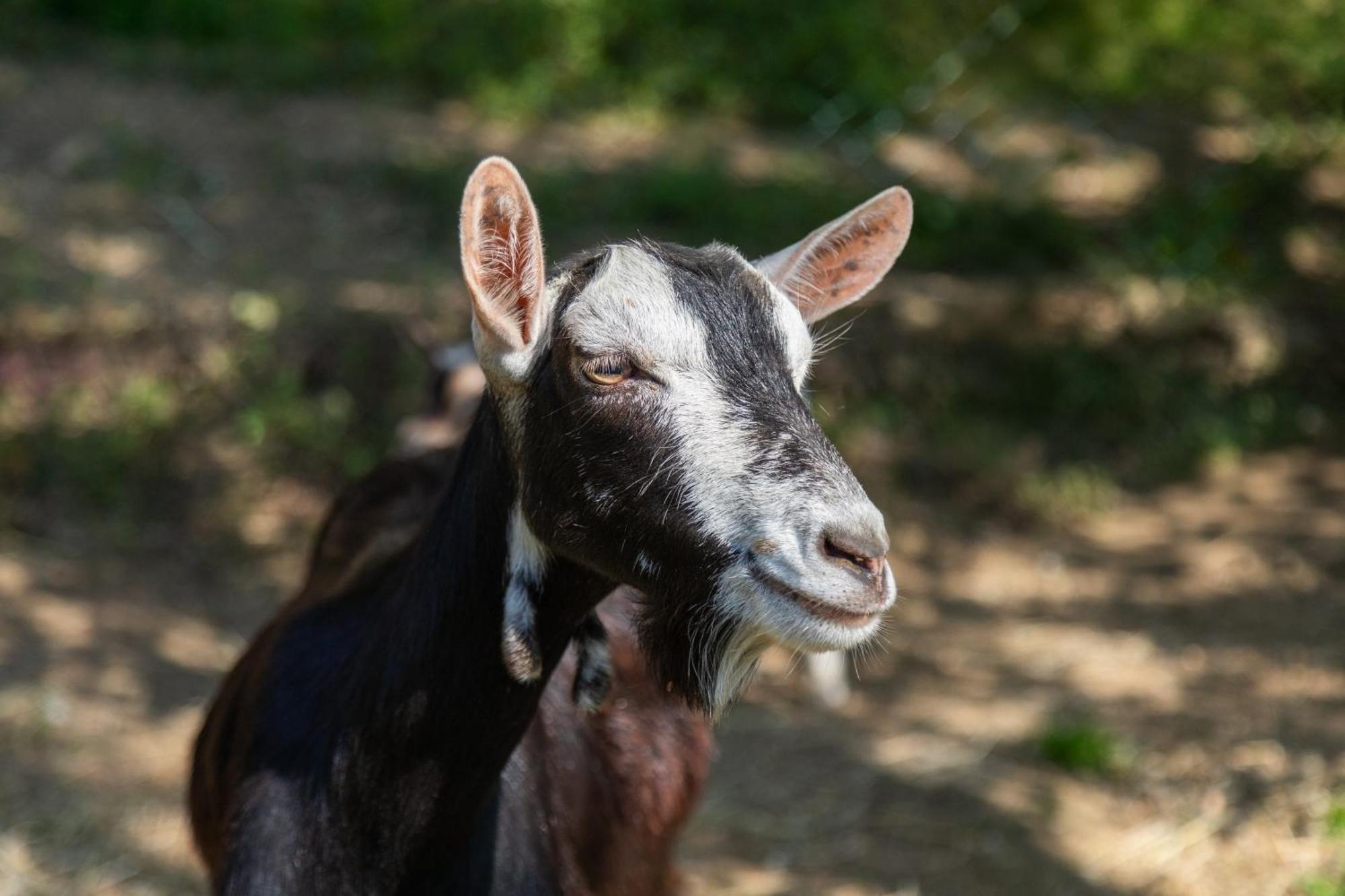 Alpaca Country House ปอนเตเดรา ภายนอก รูปภาพ