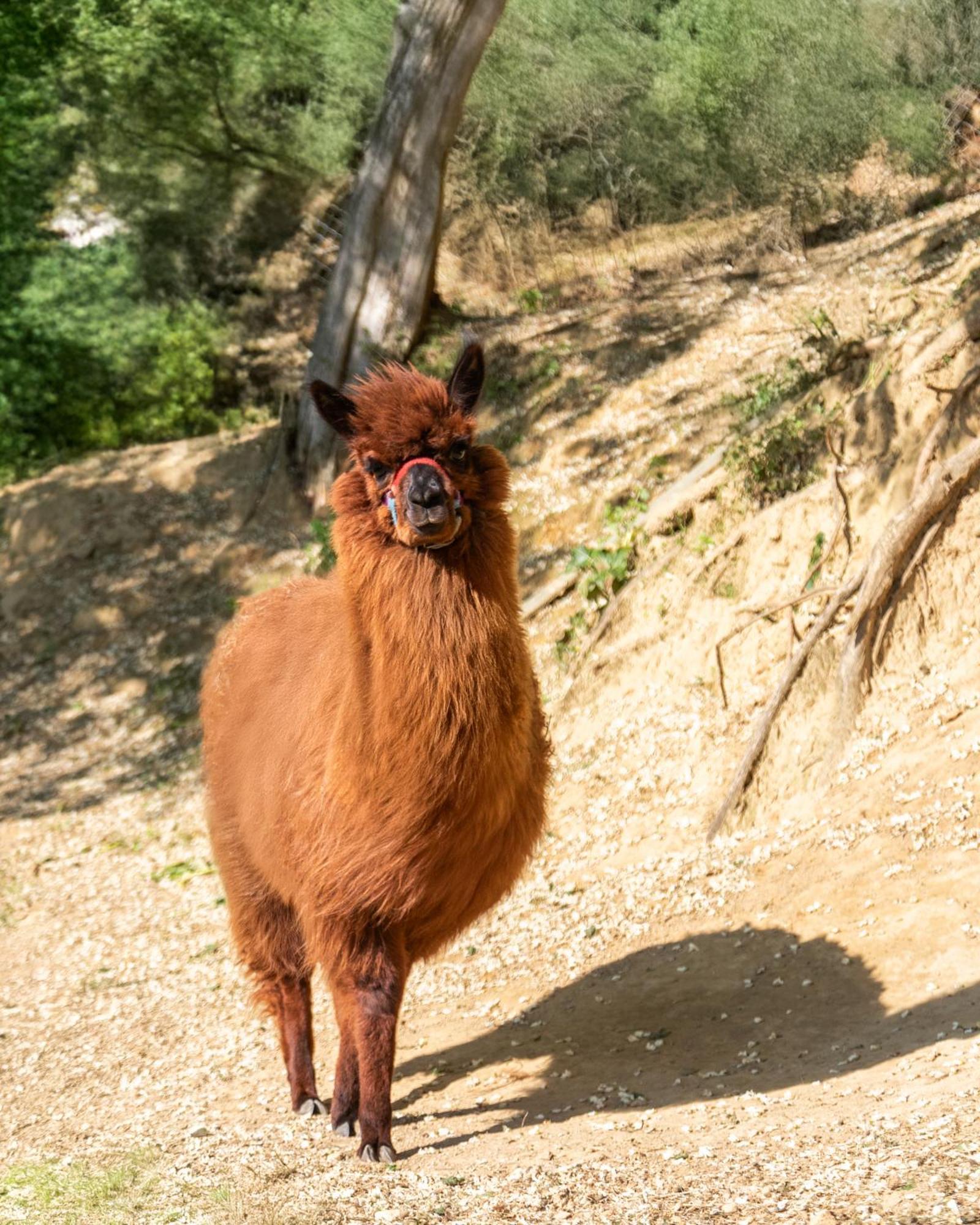 Alpaca Country House ปอนเตเดรา ภายนอก รูปภาพ