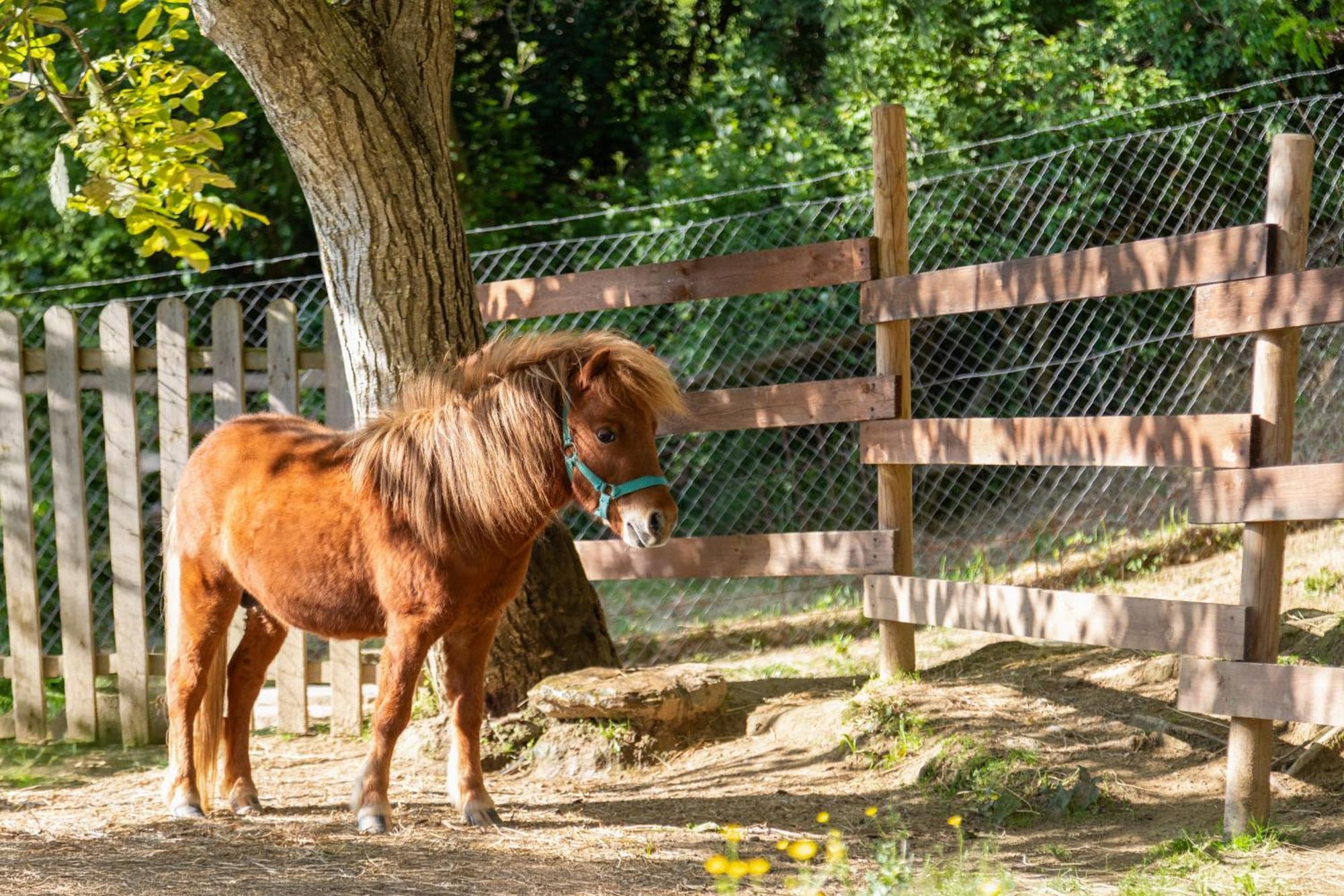 Alpaca Country House ปอนเตเดรา ภายนอก รูปภาพ