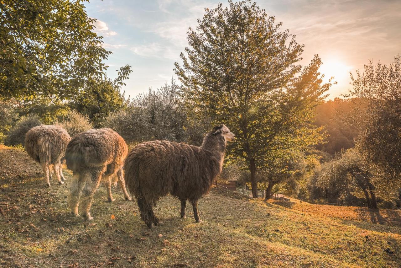 Alpaca Country House ปอนเตเดรา ภายนอก รูปภาพ