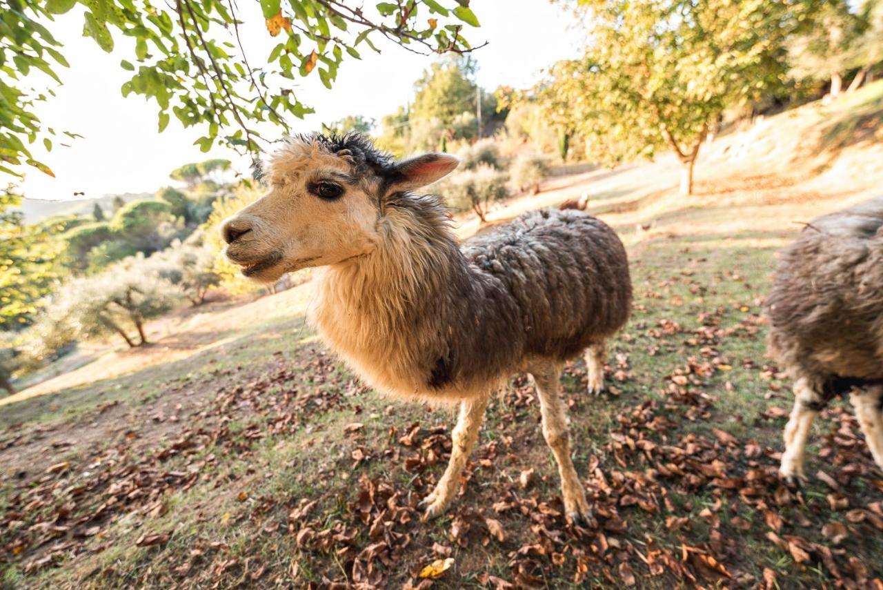 Alpaca Country House ปอนเตเดรา ภายนอก รูปภาพ