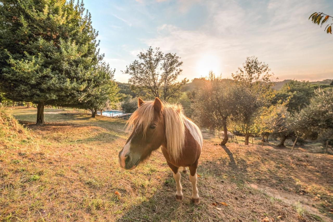 Alpaca Country House ปอนเตเดรา ภายนอก รูปภาพ